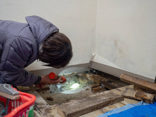 Best Basement Mold Removal  in Granite Quarry, NC