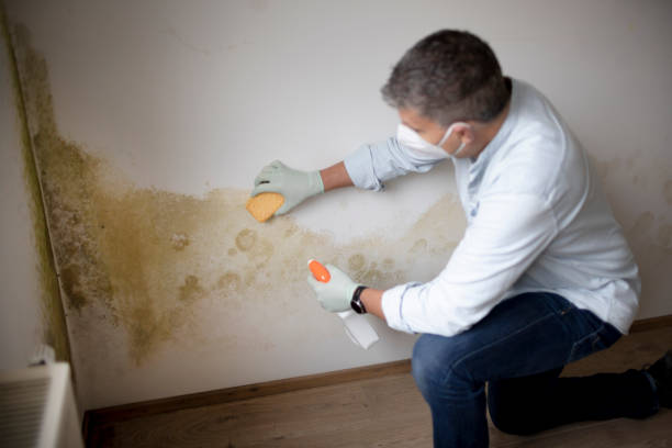 Best Mold Odor Removal Services  in Granite Quarry, NC