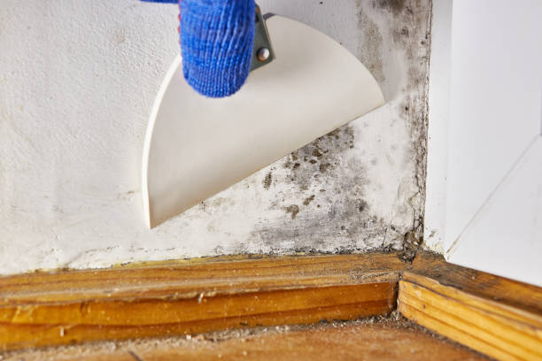 Best Water Damage & Mold Remediation  in Granite Quarry, NC